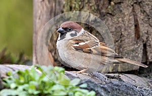 Eurasian Tree Sparrow, Passer montanus