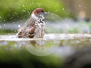 Eurasian Tree Sparrow, Passer montanus