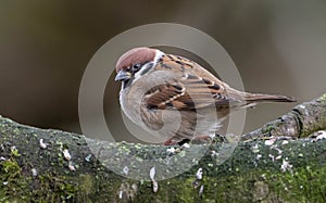 Eurasian tree sparrow (Passer montanus)