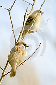 Eurasian Tree Sparrow, Passer montanus