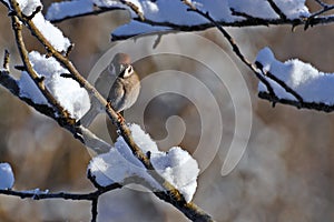 The Eurasian tree sparrow, Passer montanus