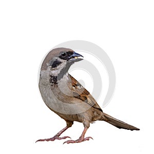 Eurasian Tree Sparrow or Passer montanus.