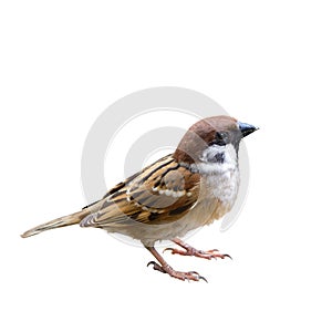 Eurasian Tree Sparrow or Passer montanus.