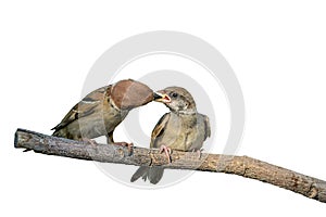 Eurasian tree sparrow or passer montanus.