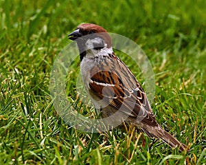 The Eurasian tree sparrow, Passer montanus