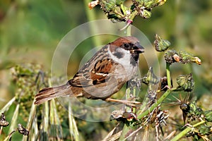 Eurasian Tree Sparrow - Passer montanus feeding on aphids.