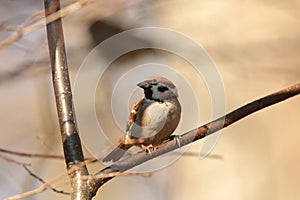 Eurasian Tree Sparrow - Passer montanus in the forest