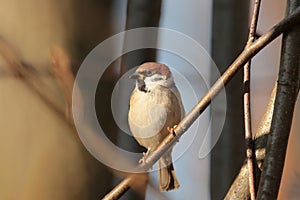 Eurasian Tree Sparrow - Passer montanus in the forest