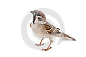 Eurasian Tree Sparrow, Passer montanus, isolated on white background