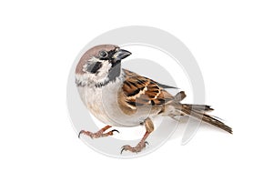 Eurasian Tree Sparrow, Passer montanus, isolated on white background