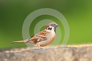 Eurasian Tree Sparrow