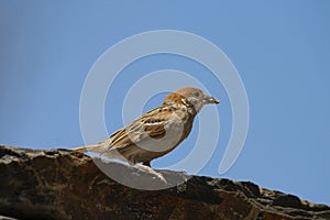 Eurasian tree sparrow Passer montanus - Mogadouro