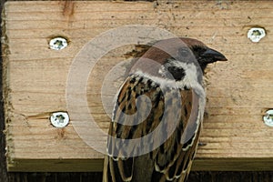 Eurasian tree sparrow Passer montanus on a nest box