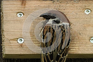 Eurasian tree sparrow Passer montanus on a nest box