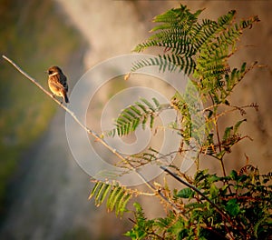 Eurasian Tree Sparrow (passer montanus) over branch photo