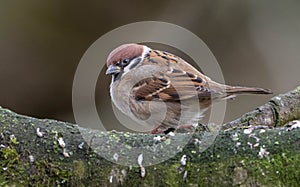 Eurasian tree sparrow (Passer montanus) photo