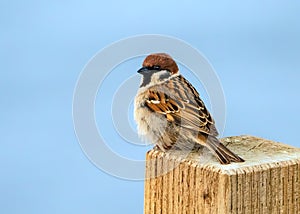 Eurasian Tree Sparrow - Passer montanus perched on a fence post.