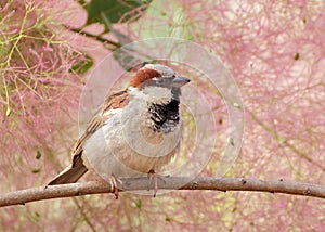Eurasian Tree Sparrow (Passer montanus) portrait