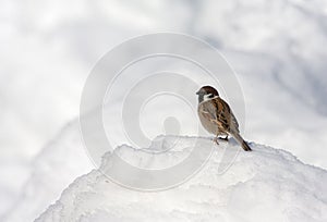 Eurasian Tree Sparrow, Passer montanus saturatus