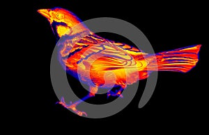 Eurasian tree sparrow Passer montanus in scientific high-tech thermal imager