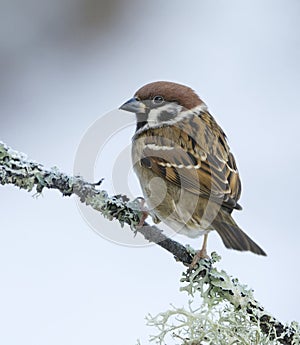 Eurasian tree sparrow (Passer montanus) sitting on a branch in winter.