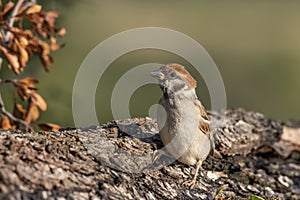Eurasian tree sparrow Passer Montanus sitting near a small po