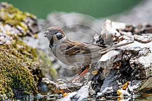 Eurasian tree sparrow Passer Montanus  sitting near a small pond in the forest