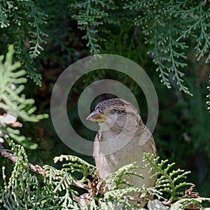 Eurasian tree sparrow Passer montanus , a small brown bird sitting on a branch of a coniferous tree.A little songbird is