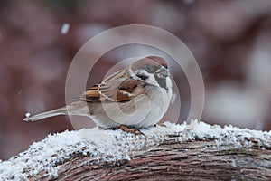 Eurasian tree sparrow Passer montanus, small brown bird sitting on wood root, first snow with animals, little songbird