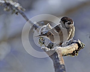 The Eurasian tree sparrow, Passer montanus