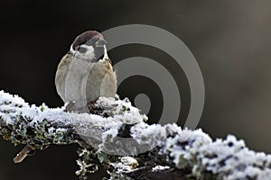 The Eurasian tree sparrow, Passer montanus