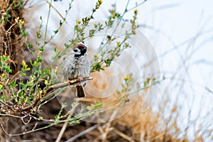 Eurasian Tree Sparrow or Passer montanus on twig.