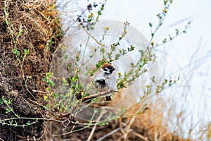 Eurasian Tree Sparrow or Passer montanus on twig.