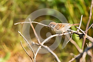 Eurasian Tree Sparrow or Passer montanus on twig.