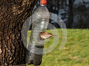 The eurasian tree sparrow (Passer montanus) visiting bird feeder made from reused plastic bottle