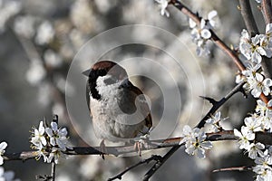 Eurasian tree sparrow, Passer montanus. In the wild