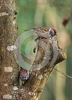 Eurasian Tree Sparrow Passer montanus in winter