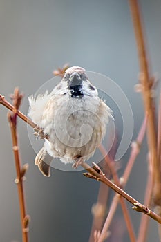 Eurasian tree sparrow passer montanus in a winter environment, perched on a tree branch