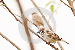 Eurasian tree sparrow perched on a tree branch, bird, nature, animal, wildlife
