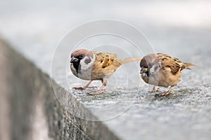 Eurasian Tree Sparrow perching