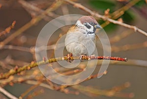 Eurasian tree sparrow