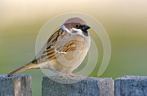 Eurasian tree sparrow posing perched on old looking wooden garden fence