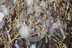 Eurasian tree sparrow preening