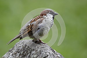 Eurasian tree sparrow on the rock