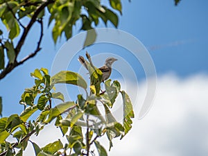 Eurasian tree sparrow in a Saza tree 1
