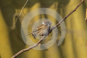 Eurasian Tree Sparrow Side View