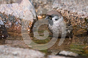 Eurasian tree sparrow in water