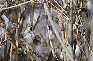 Eurasian tree sparrows