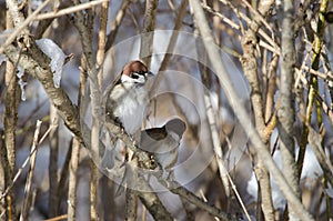 Eurasian tree sparrows