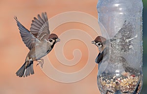 Eurasian Tree Sparrows in conflict near a feeder photo
